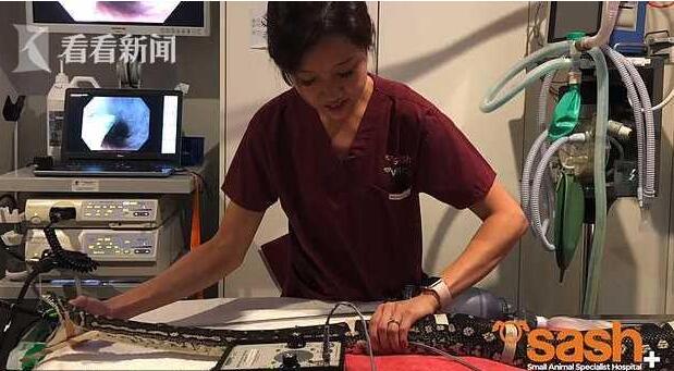 用内窥镜和镊子给巨蟒宠物做手术现场