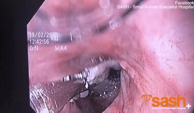 用内窥镜和镊子给巨蟒宠物做手术现场 用内窥镜和镊子给巨蟒宠物做手术现场