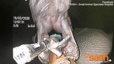 用内窥镜和镊子给巨蟒宠物做手术现场 用内窥镜和镊子给巨蟒宠物做手术现场