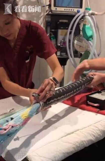 用内窥镜和镊子给巨蟒宠物做手术现场 用内窥镜和镊子给巨蟒宠物做手术现场