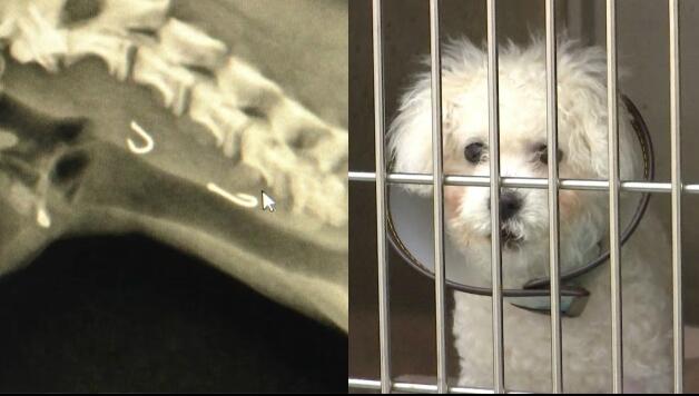 钓鱼钓到宠物狗,医生用内窥镜取出两枚鱼钩 钓鱼钓到宠物狗,医生用内窥镜取出两枚鱼钩