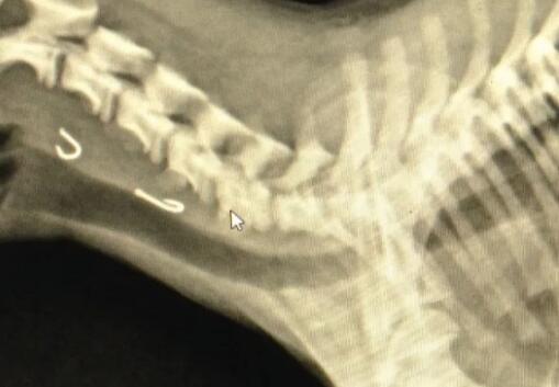 钓鱼钓到宠物狗,医生用内窥镜取出两枚鱼钩 钓鱼钓到宠物狗,医生用内窥镜取出两枚鱼钩